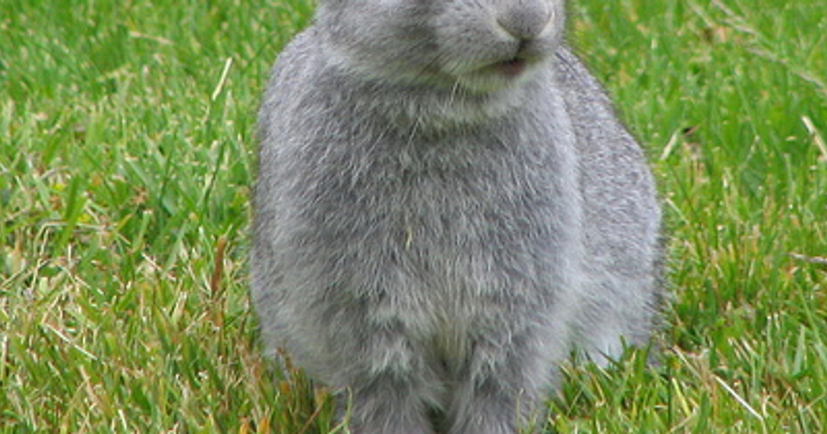 Step forward in UVic rabbit plan - Macleans.ca