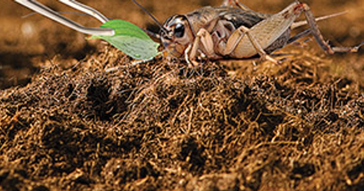 Echa Insect Are those edible bugs actually sustainable? - Macleans.ca