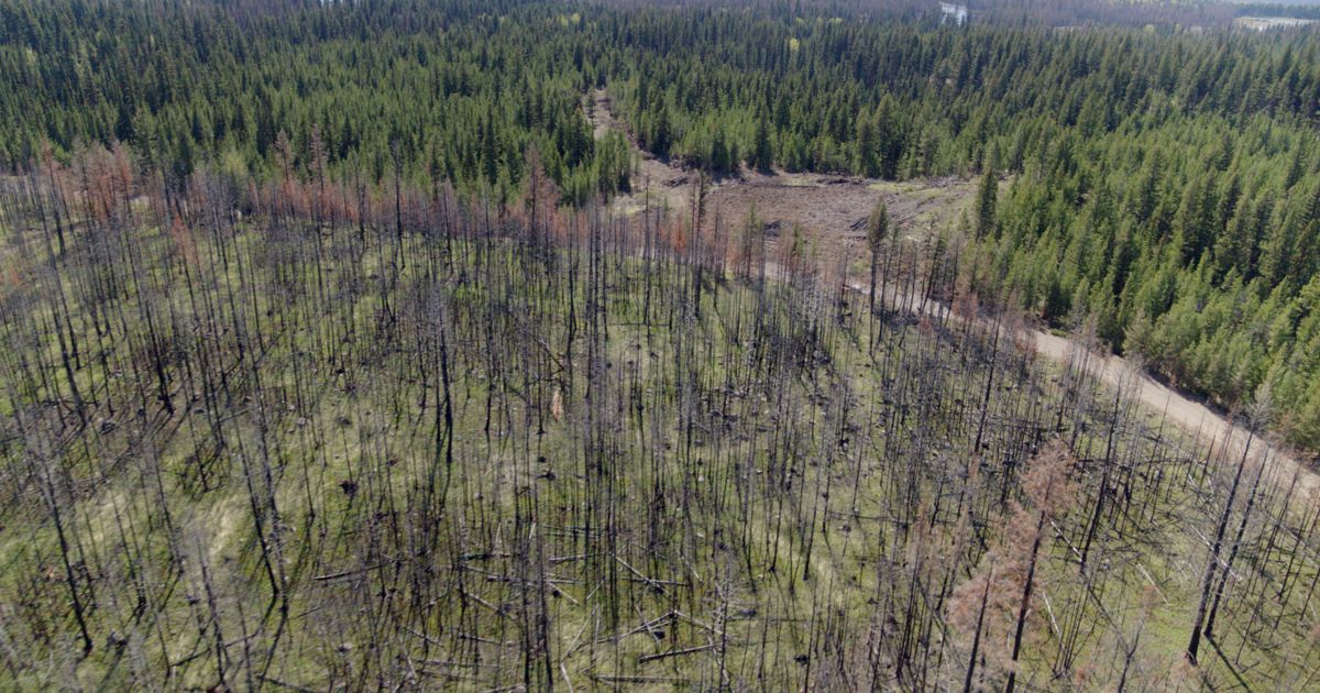 How Indigenous-Led Efforts are Restoring Wildfire-Impacted Forests ...