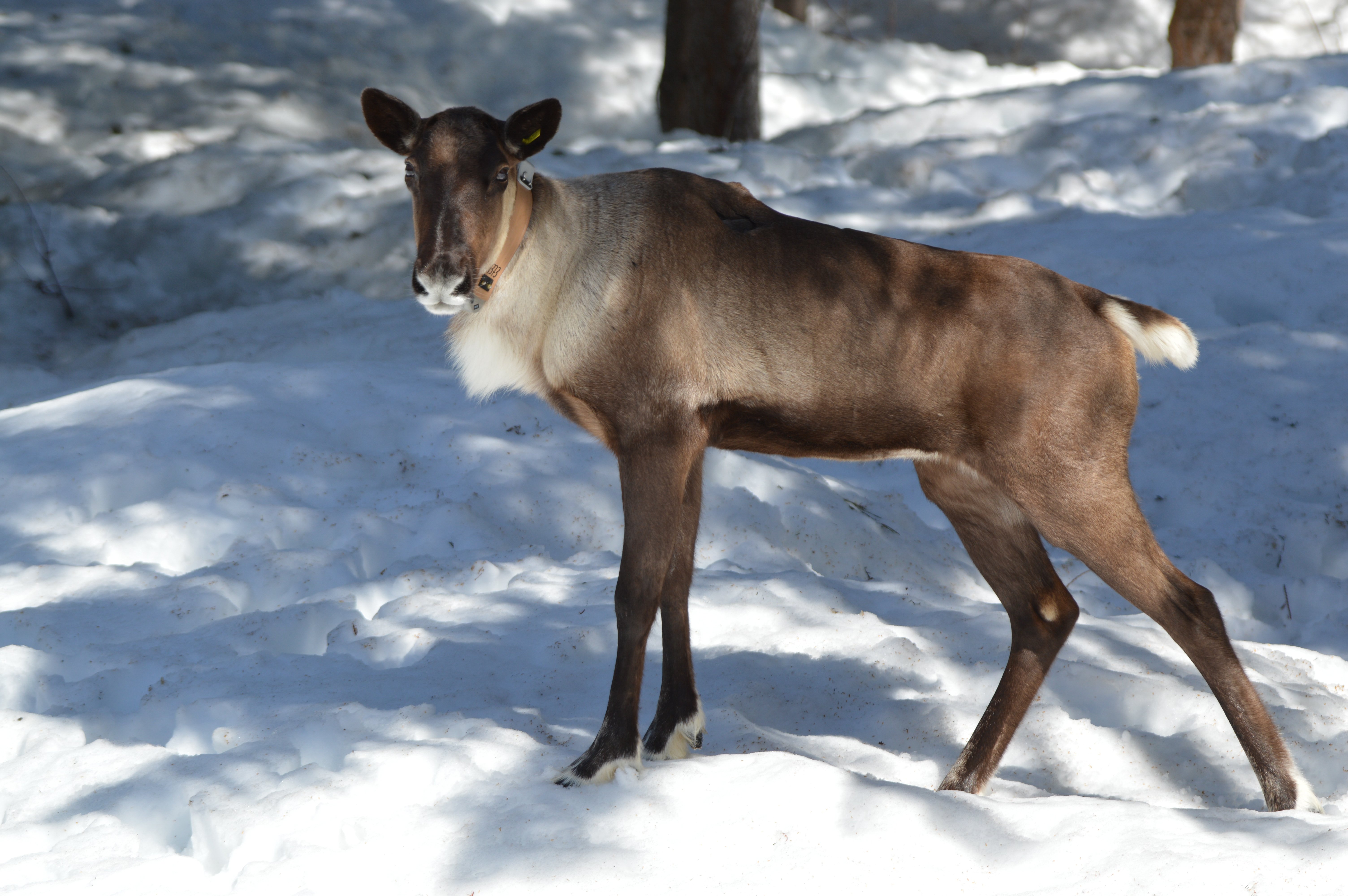 This American caribou is the last of its kind—and it lives in